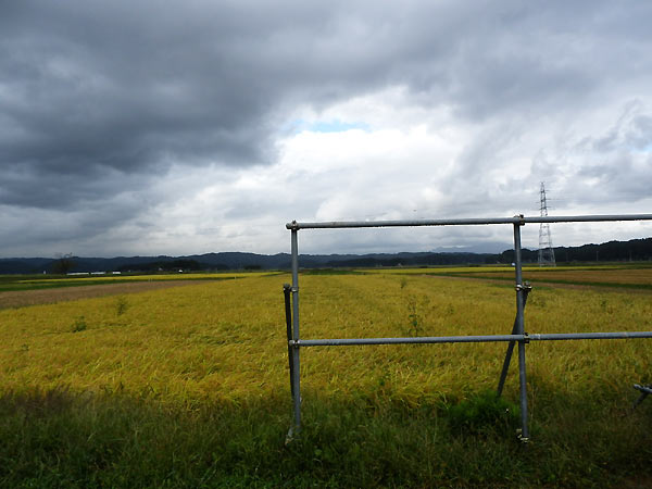9月27日の田んぼ(緑ヶ丘小・北郷小)_d0247484_16101193.jpg