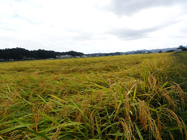 9月27日の田んぼ(緑ヶ丘小・北郷小)_d0247484_16142788.jpg