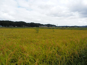 9月27日の田んぼ(緑ヶ丘小・北郷小)_d0247484_16144247.jpg