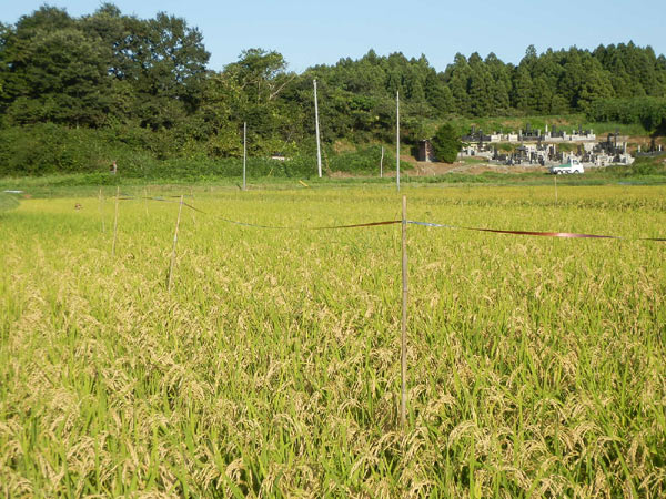 稲に関する質問~緑ヶ丘小5年より~_d0247484_16495720.jpg
