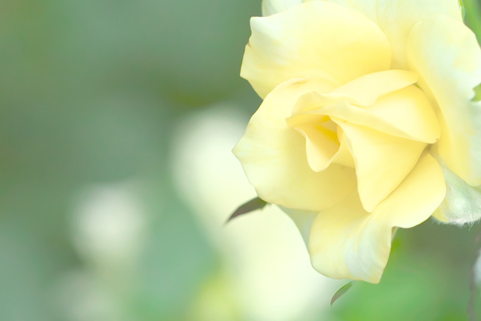 癒しの黄色い花 薔薇 と ポットマム サッカーマム 四季彩