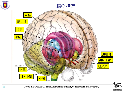 並列脳_b0217595_1940939.png