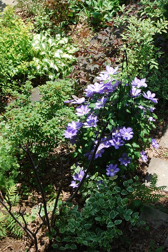 5月の庭…_c0124100_1354797.jpg