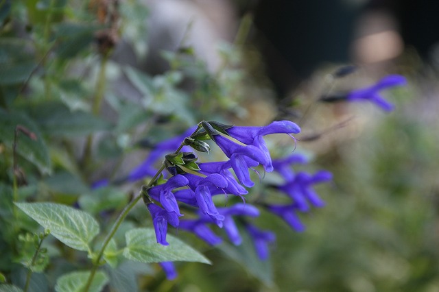 a0123003_9551151.jpg