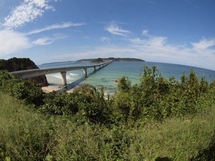 植物友の会の野外観察(山口県下関市豊北町 角島)その2_c0116915_0454585.jpg