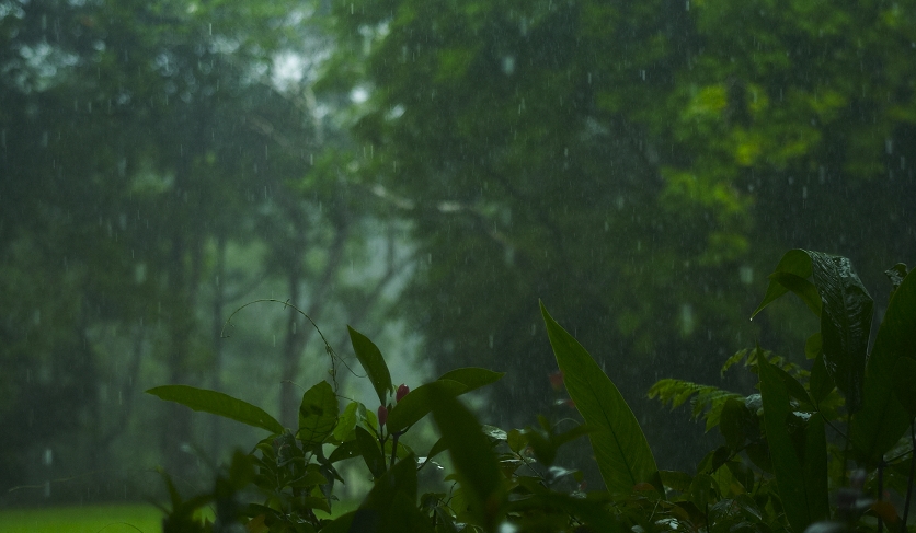 雨の朝再び_b0212922_11475458.jpg