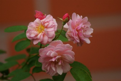 f0170524_1961685.jpg