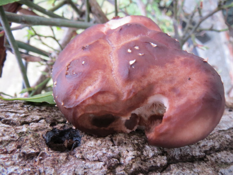 シイタケの食害 三重野生生物談話会bbsブログ 植物編