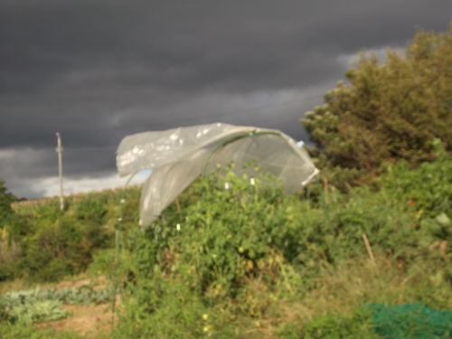 台風対策.....トマトのビニールテントを撤去_b0137932_1564588.jpg