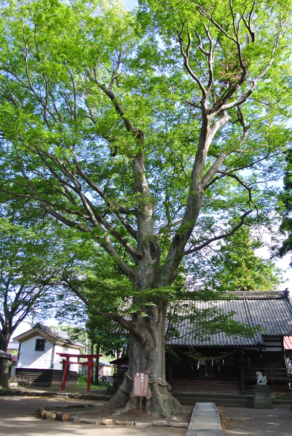 d0170835_19415153.jpg