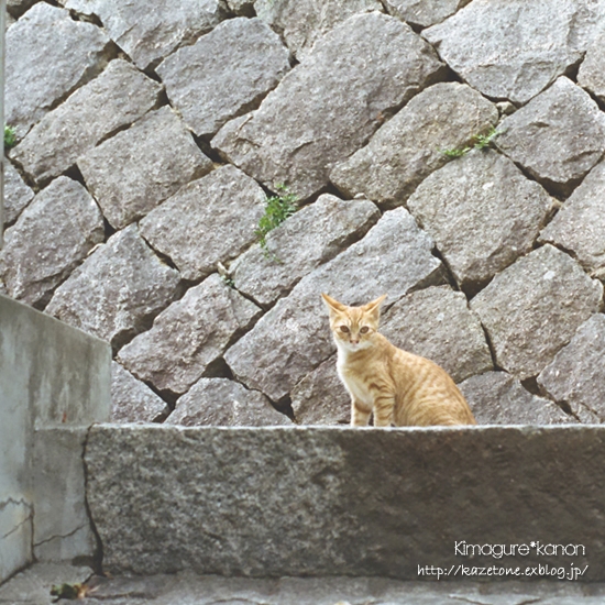 おのねこ♪_b0197639_15371847.jpg