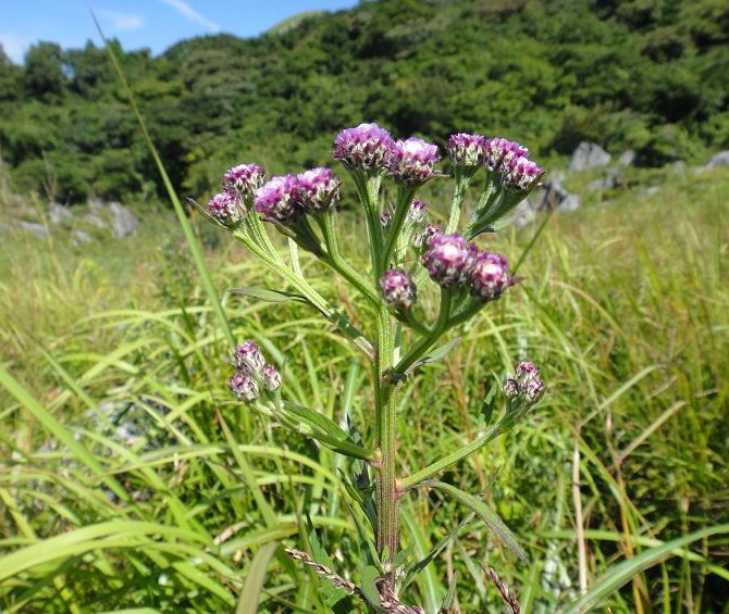 e0164643_1293050.jpg