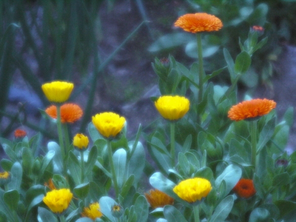 e0296043_323664.jpg