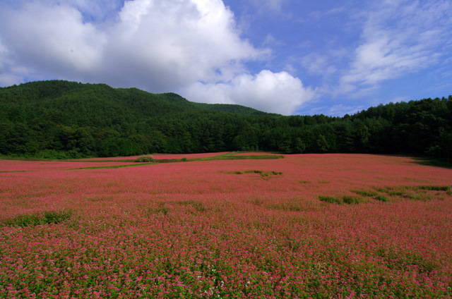 白いパラソルの私：赤そばの里_d0186245_3463226.jpg