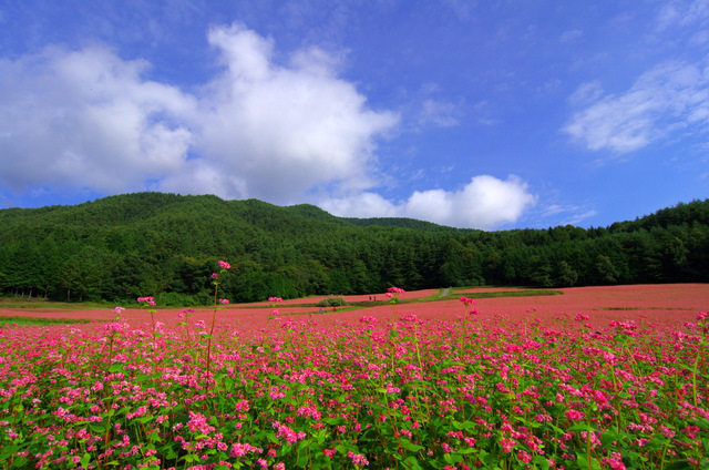 白いパラソルの私：赤そばの里_d0186245_349210.jpg