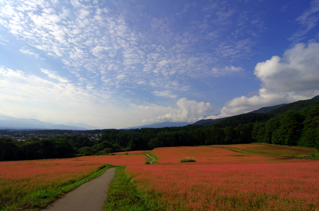 白いパラソルの私：赤そばの里_d0186245_3502294.jpg