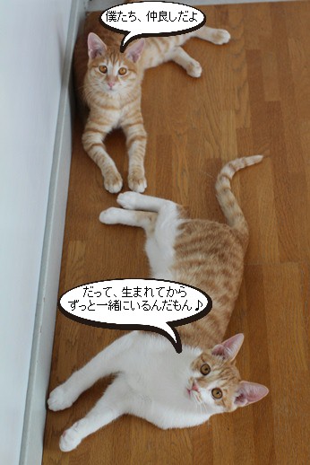 親子 兄弟たちはとっても仲良し 保護猫さんのご縁探し 親子 兄弟たちはとっても仲良し 保護猫さんのご縁探し
