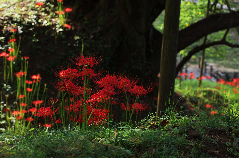 彼岸花の仏隆寺(その1)_f0155048_23552041.jpg