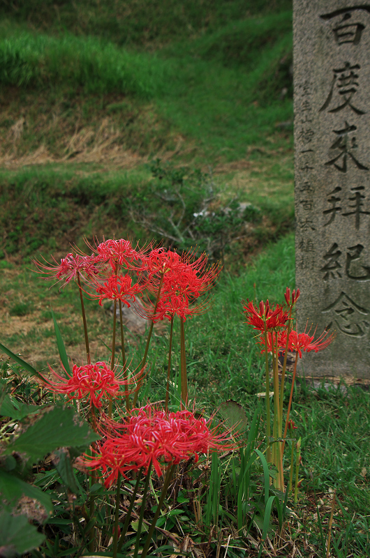 彼岸花の仏隆寺(その1)_f0155048_23553378.jpg