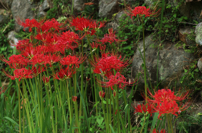 彼岸花の仏隆寺(その1)_f0155048_23563285.jpg