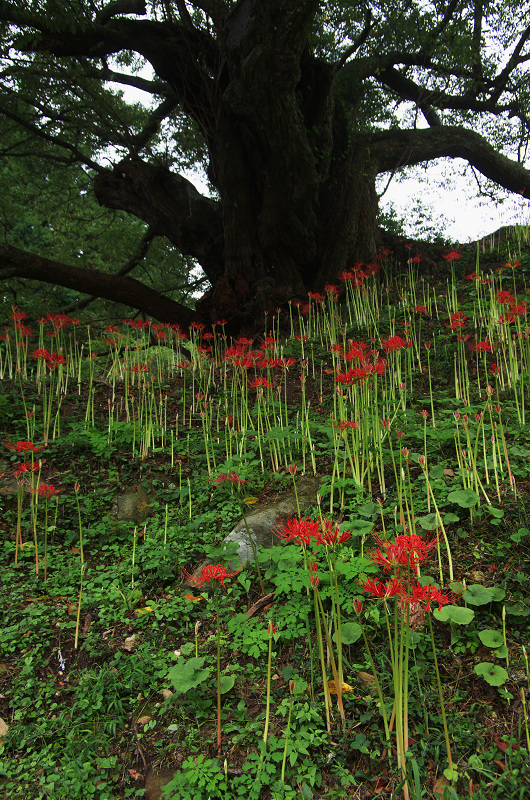 彼岸花の仏隆寺(その1)_f0155048_23572093.jpg