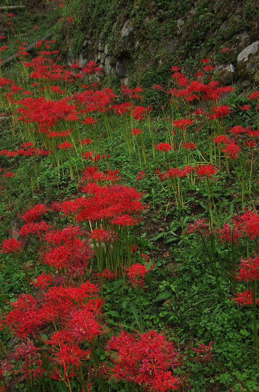 彼岸花の仏隆寺(その1)_f0155048_23574452.jpg