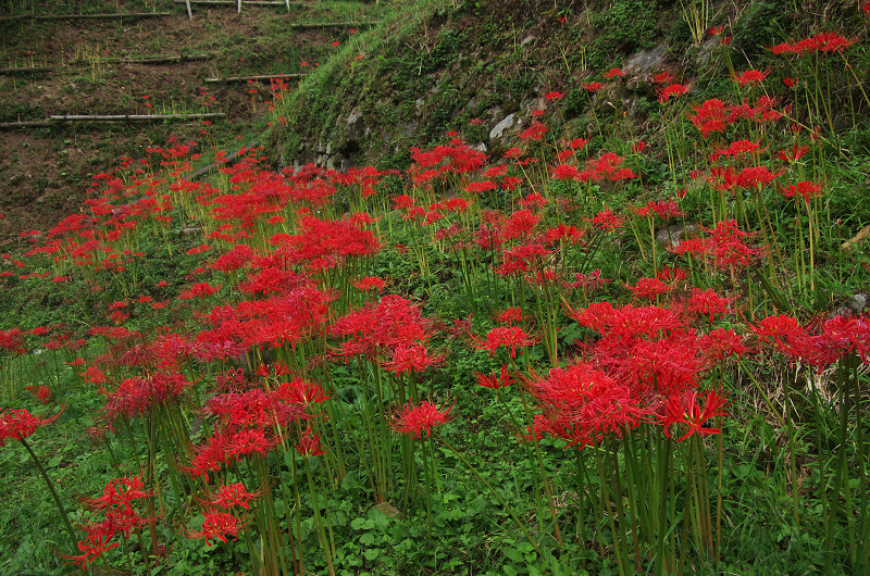 彼岸花の仏隆寺(その1)_f0155048_2358514.jpg