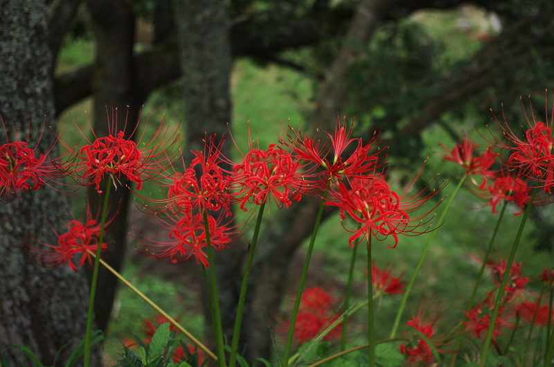 彼岸花の仏隆寺(その1)_f0155048_23591740.jpg