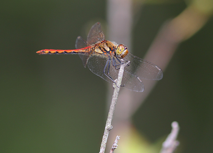 d0146854_953946.jpg