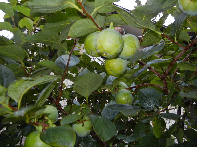 f0060461_9221036.jpg