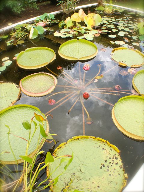 オオオニバスの苗 1苗 オオオニバス属 | 大阪の植物園-咲くやこの花館－