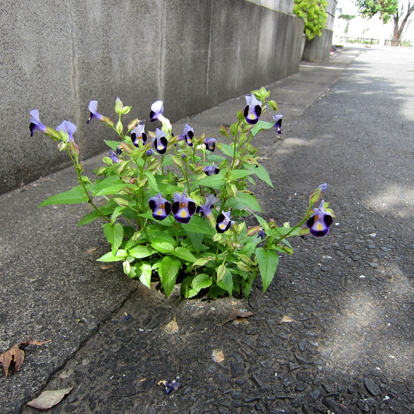 花言葉は「ひらめき」　～夏スミレのトレニア～_a0107574_19411899.jpg