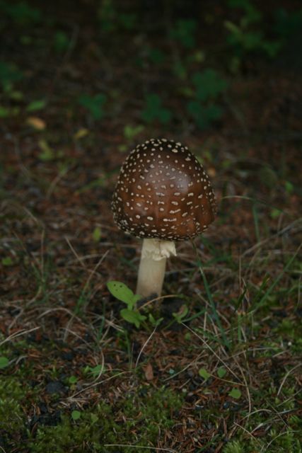 c0104378_20294961.jpg