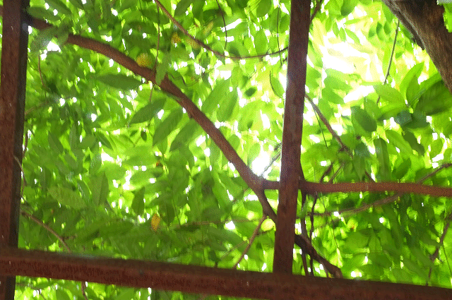 a0275782_1131648.gif