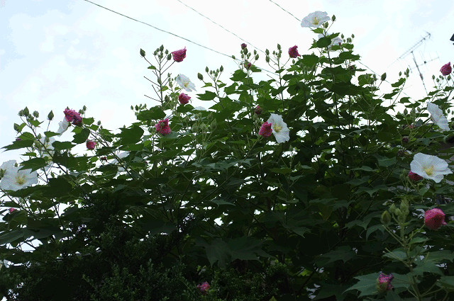 a0275782_11344261.gif