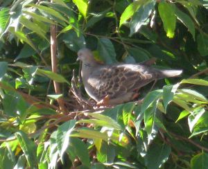 山鳩が卵を温めています（9月28日）_d0021786_1122765.jpg