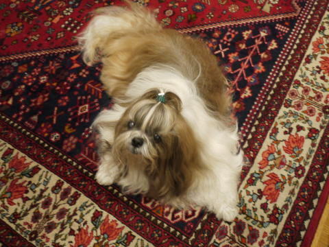 c0090198_4382912.jpg