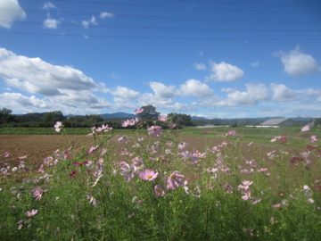 a0117599_8533215.jpg