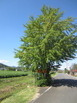 a0117599_8541843.jpg