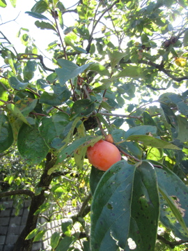 a0117599_854319.jpg