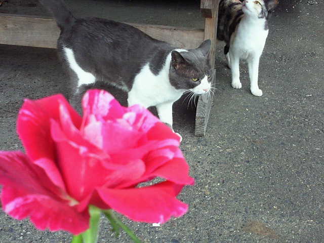 雨が降りそうです(≧▼≦)_c0140599_114838.jpg