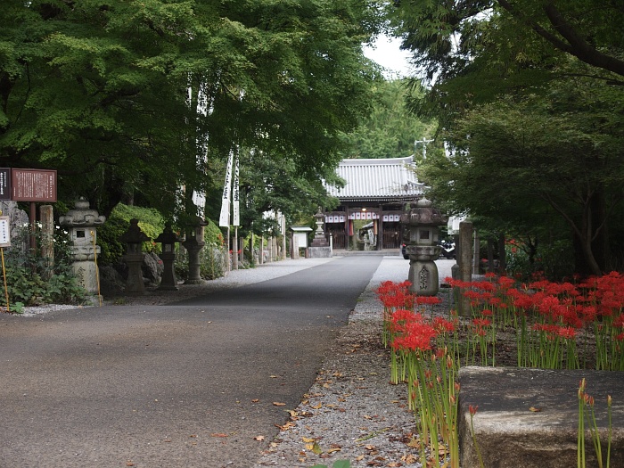 金生山明星輪寺のヒガンバナ いわしののんびり遊泳 vol 2 金生山明星輪寺のヒガンバナ いわしののんびり遊泳 vol 2