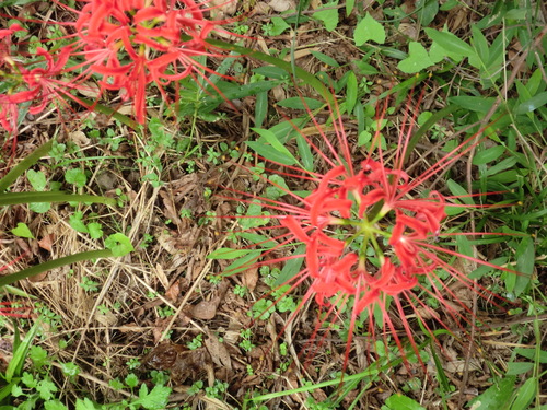 e0228405_17465028.jpg