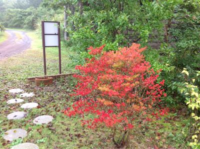 紅葉_e0179508_8355120.jpg