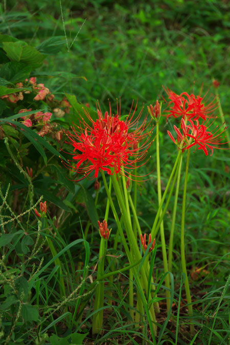 a0263109_1712226.jpg