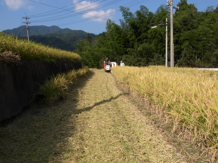 もち米の稲刈り_c0116915_0375832.jpg