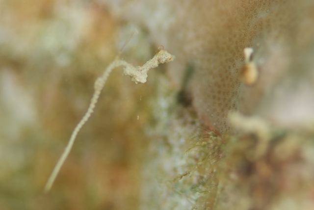 お魚を探せ!_c0211615_8351379.jpg