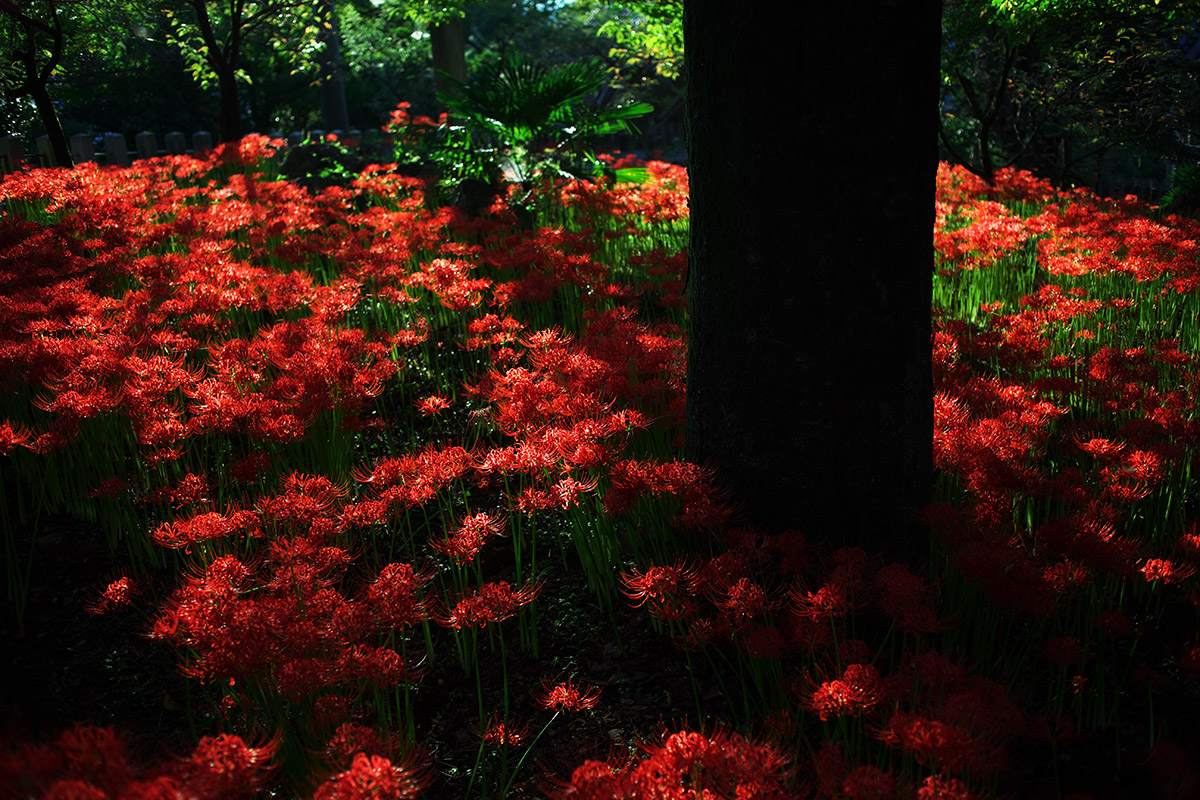 金生山の彼岸花_c0115616_21334381.jpg