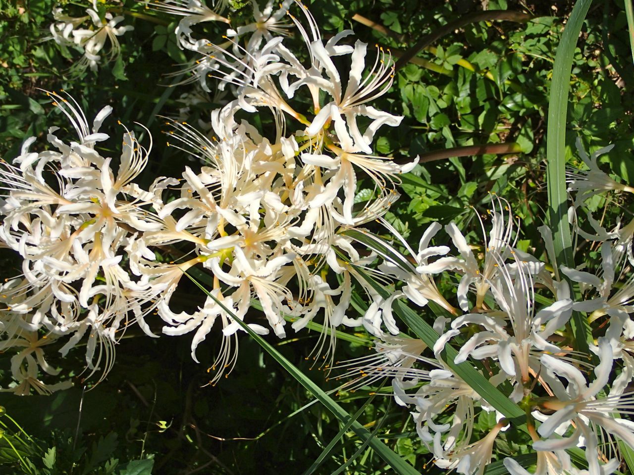 嵐がくる前に　花は咲く！_f0100920_2218861.jpg