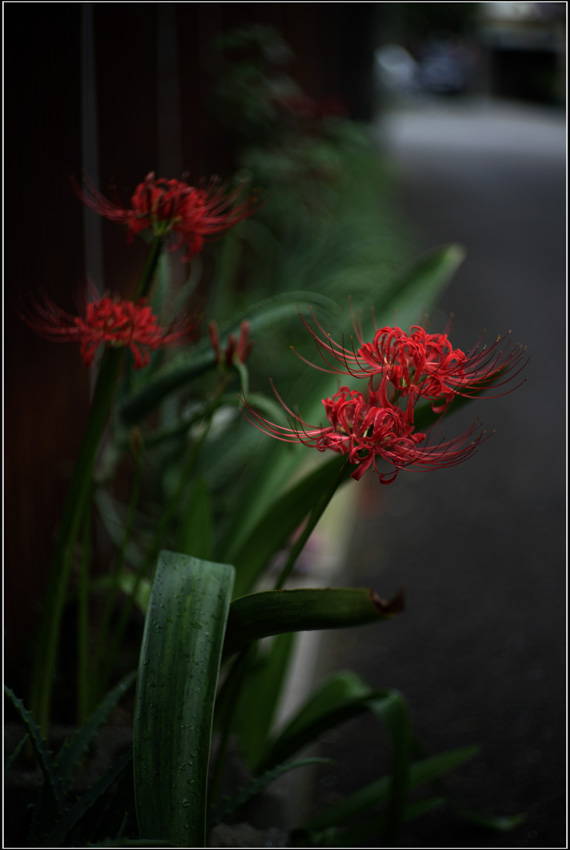 468　 下町の植生  （キヤノン50mmF1.4の開放は豪快）_b0226423_23301149.jpg